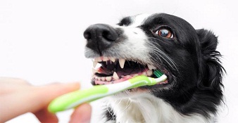brosser les dents de son chien pour lutter contre la mauvaise haleine