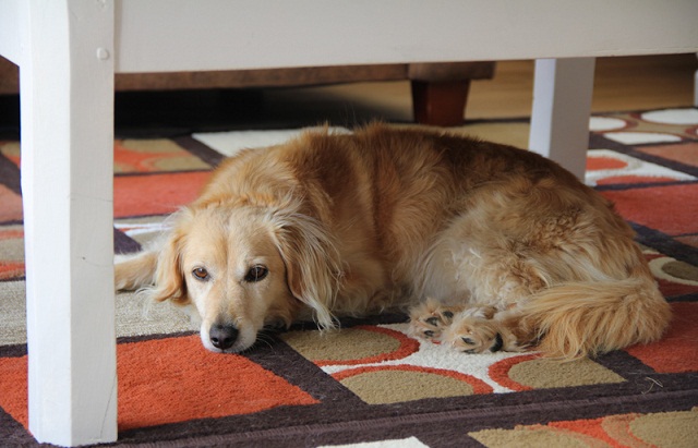 chien sous la table