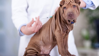 faire vacciner son chien