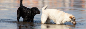 Chienne en chaleur