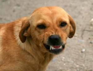 Le grognement du chien