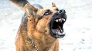 Chien dominant