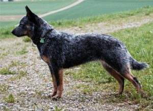 Le Bouvier Australien