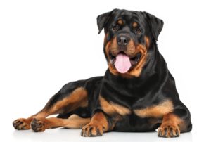 Le Rottweiler