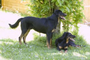 Le beauceron