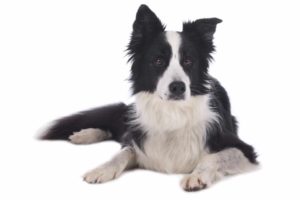 Le border collie
