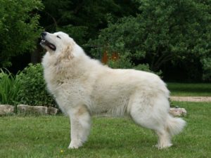 Le chien de montagne des Pyrénées