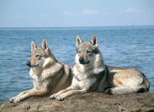 Le chien loup