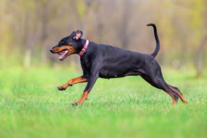 Le dobermann