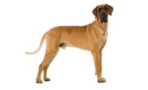 Le dogue allemand