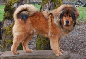Le dogue du Tibet