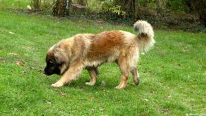 Le leonberger