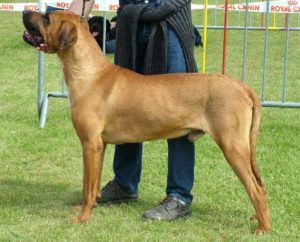 Le tosa