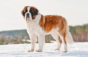 Le saint-bernard