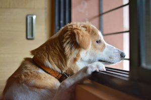 Chien seul