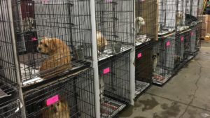 Adopter un chien en refuge
