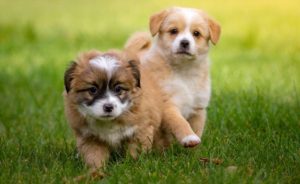 Trouver un nom de chien