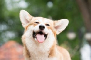 Le sourire du chien