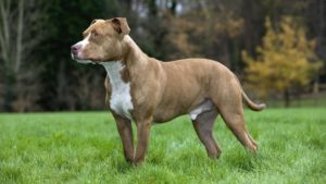 L'American Staffordshire Terrier