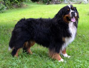 Le Bouvier bernois