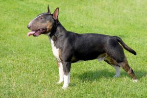 Le Bull Terrier
