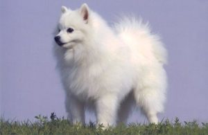 Le Chien Esquimau