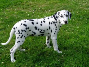 Le Dalmatien