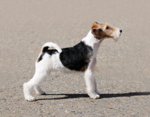 Le Fox Terrier