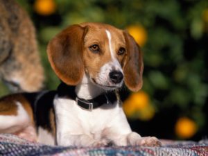 Le Foxhound Américain
