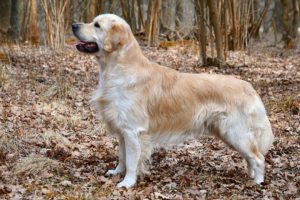 Le Golden retriever