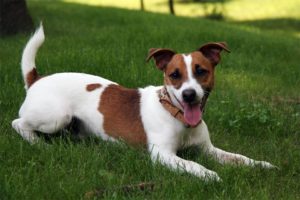 Le Jack Russel