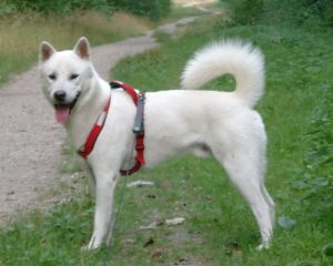 Le Kishu
