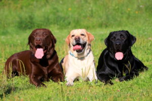 Le Labrador retriever