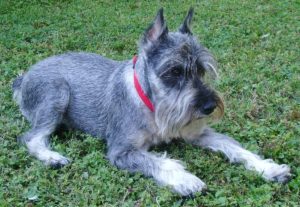 Le Schnauzer
