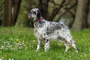 Le Setter anglais