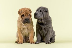 Le Shar Pei