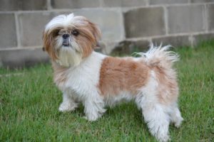 Le Shih Tzu