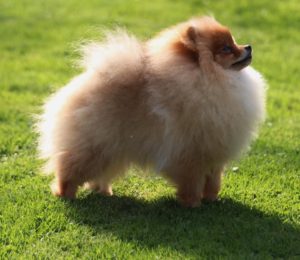 Le Spitz allemand