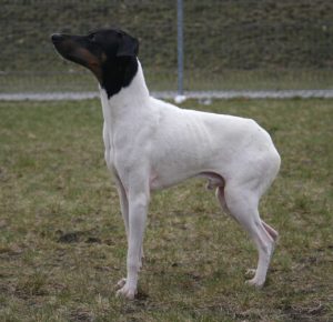 Le Terrier Japonais