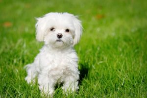 Le bichon maltais