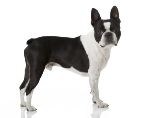 Le boston terrier