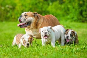 Le bulldog