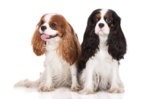 Le Cavalier King Charles