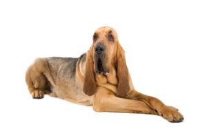 Le chien de Saint hubert