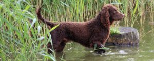 Le chien d'eau américain