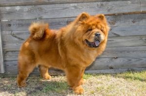 Le Chow chow