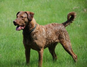 Le retriever de la baie de Chesapeake