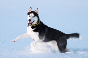 Le Husky sibérien