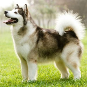 Le malamute d’Alaska