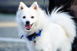 Le Spitz japonais
